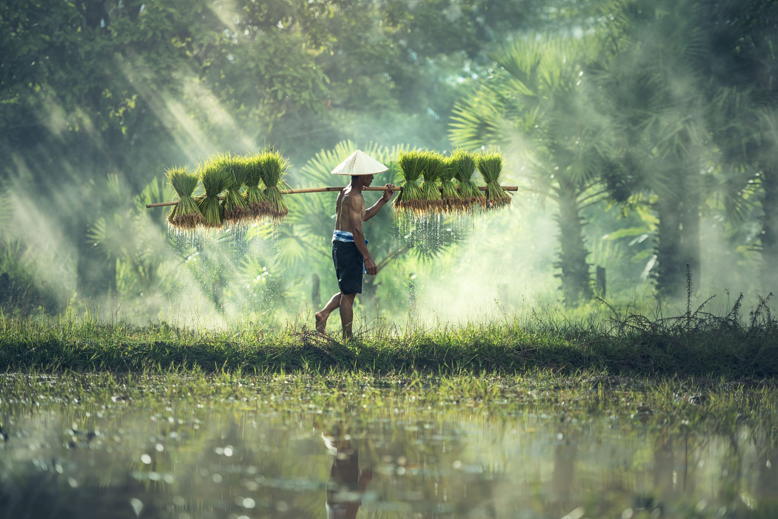Thai farmer carrying crops through a tropical rice field
